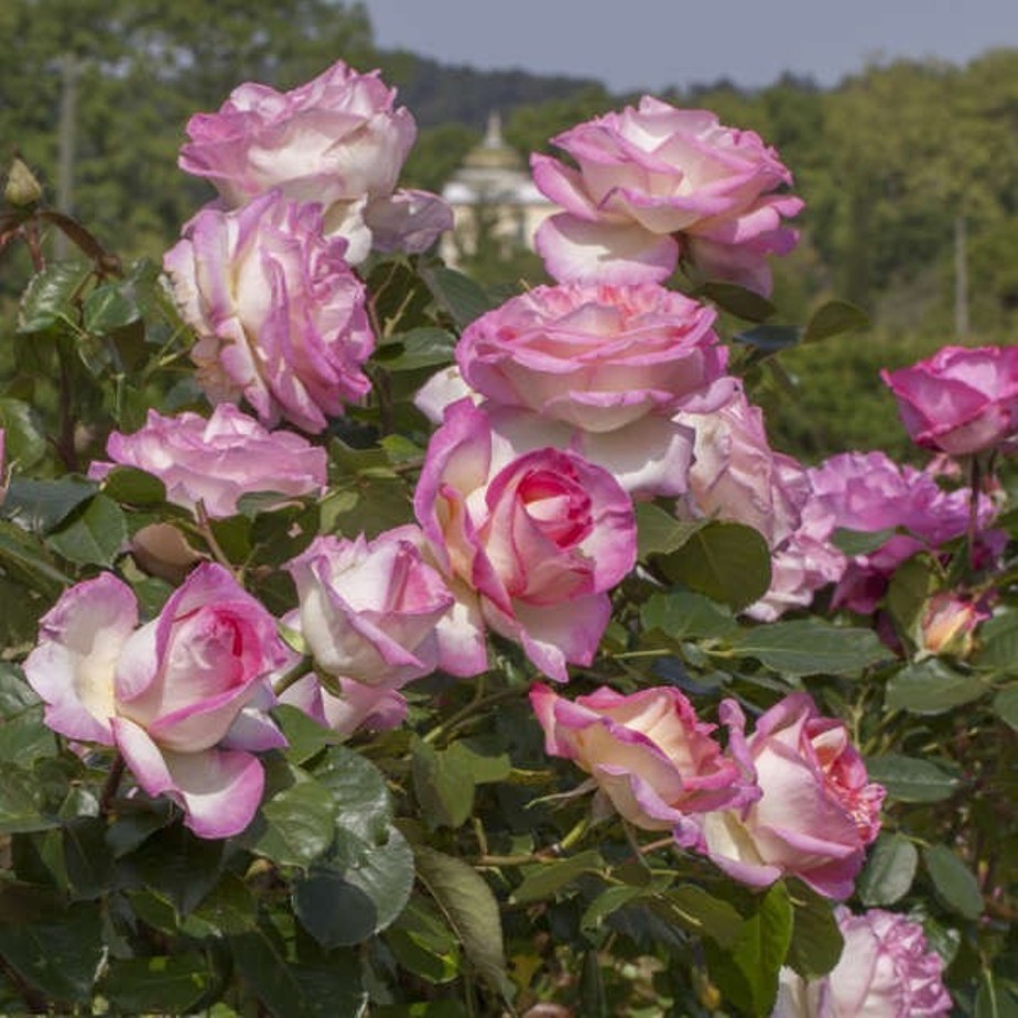 Pianta ROSA PRINCIPESSE DE MONACOÂ® MEILLAND rosa RAMPICANTE PROFUMATA vaso20