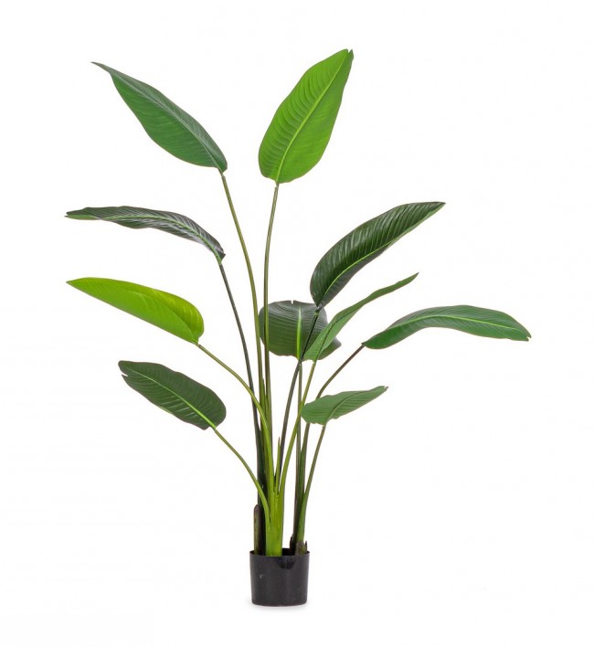 Pianta Strelitzia con Vaso 10Foglie H150 (2 Pezzi) - RIFLETTORE