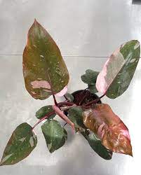 Kokedama di Philodendron Pink Princess