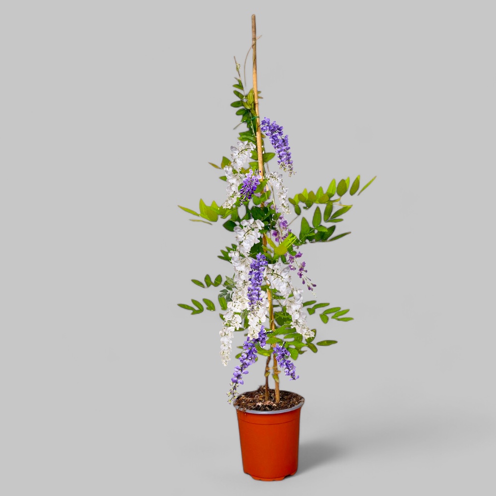 Pianta di GLICINE SNOWY VIOLET BICOLORE viola bianco h 100/120 cm IN VASO 24 CM