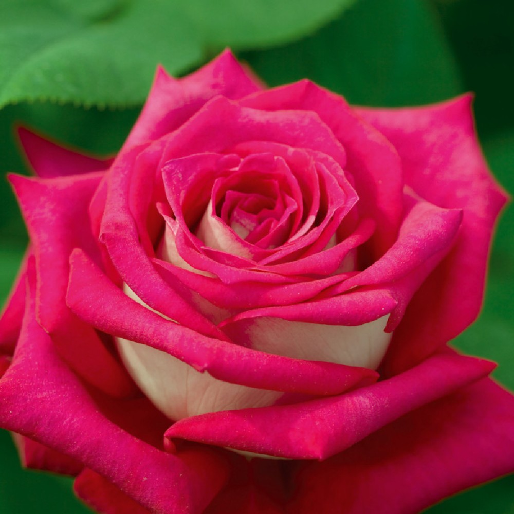 Pianta ROSA MONICA BELLUCCI ® MEILLAND rosa/bianca vera PROFUMATA AMDGarden