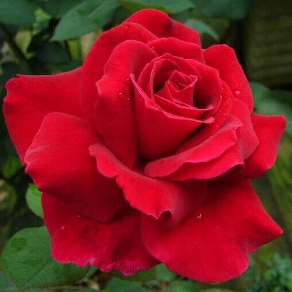 Pianta ROSA BREVETTATA MISTER LINCOLN &reg;MEILLAND rossa scura vera PROFUMATA