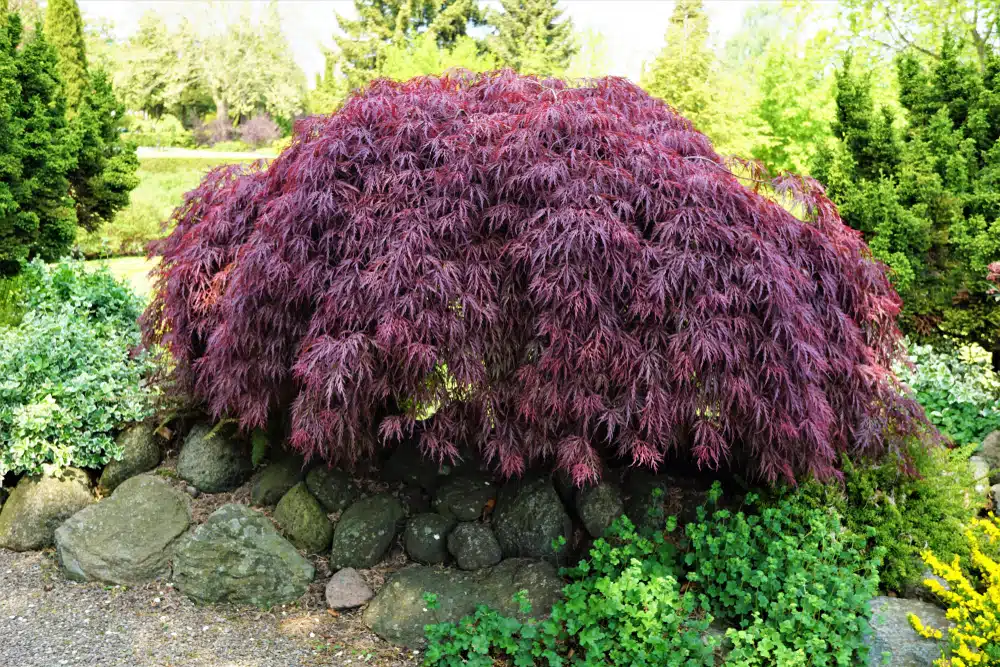 Acero rosso giapponese ad innesto basso