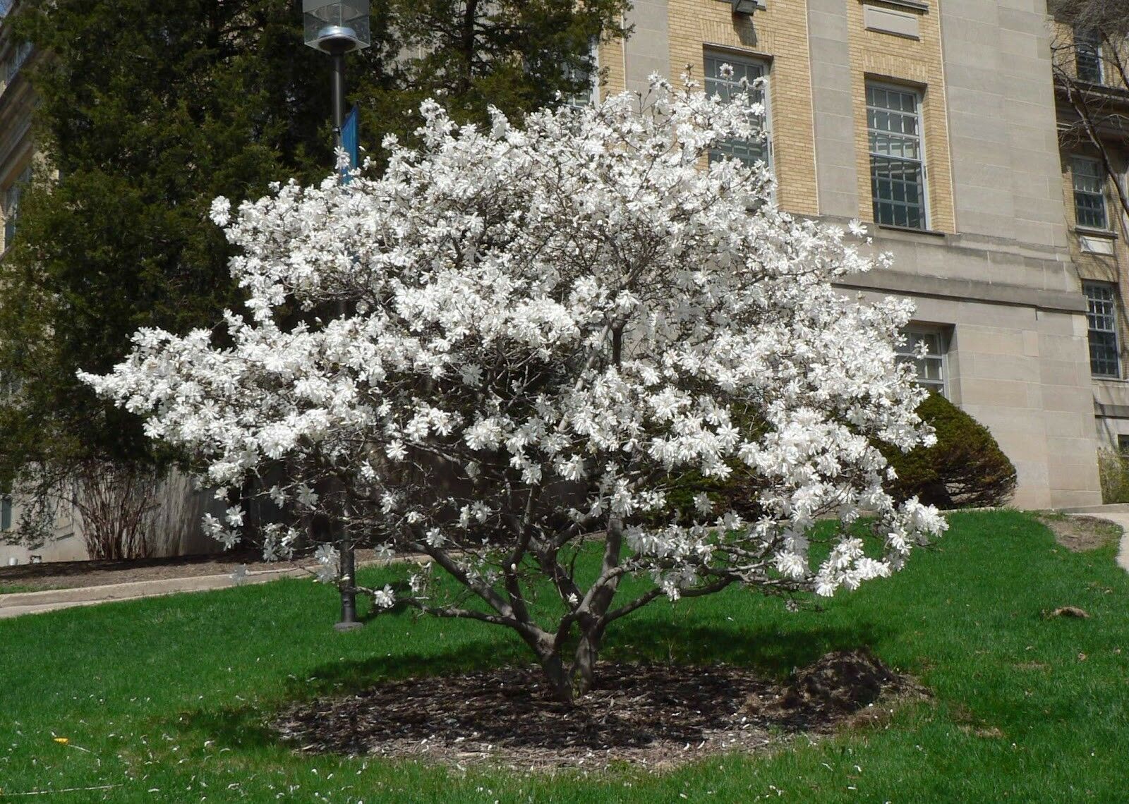 Magnolia giapponese