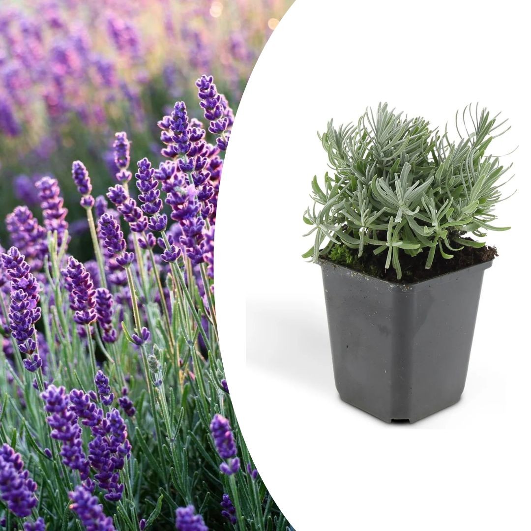 Lavanda