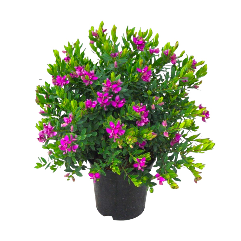 Pianta di POLIGALA MIRTIFOLIA polygala fiore viola in vaso 24 cm FOTO REALE