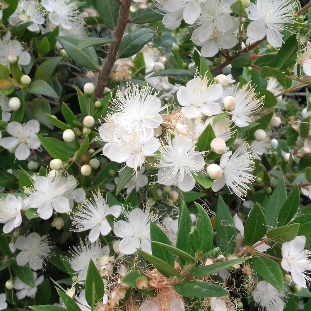 Pianta di MIRTO COMMUNIS mirto SARDO Bacche nere fiore profumato VASO18 AMDGard