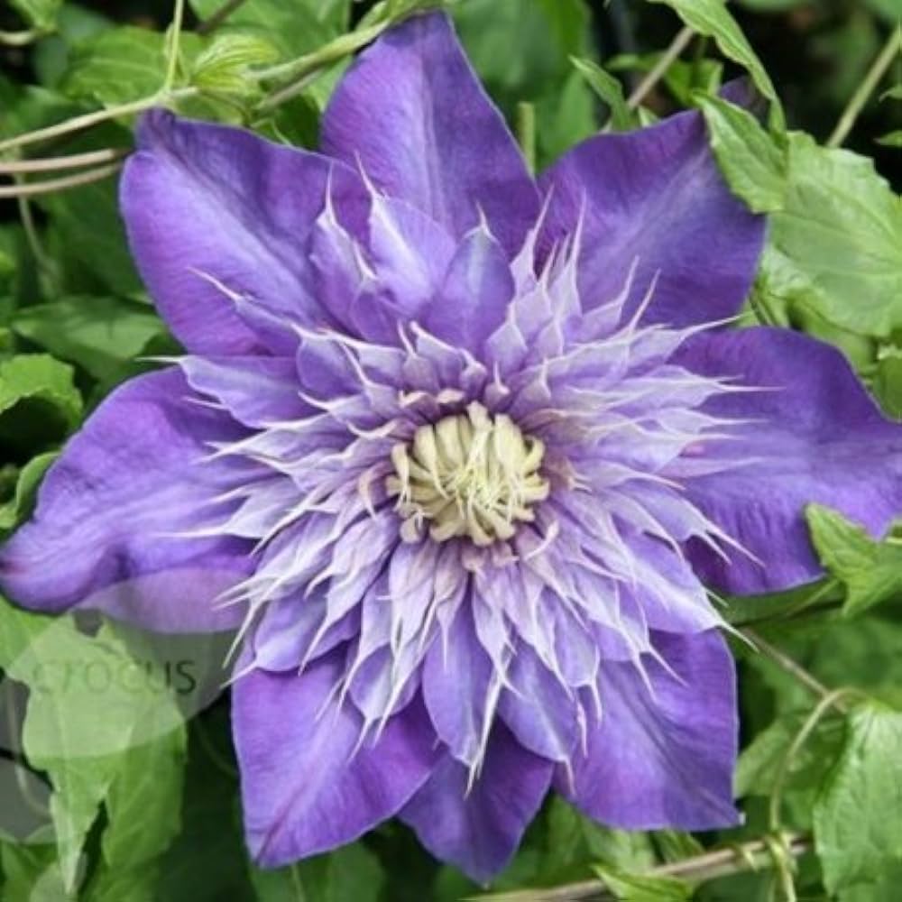 Pianta di CLEMATIDE Clematis Multi Blue fiore blu rampicante vaso 18cm AMDGarden