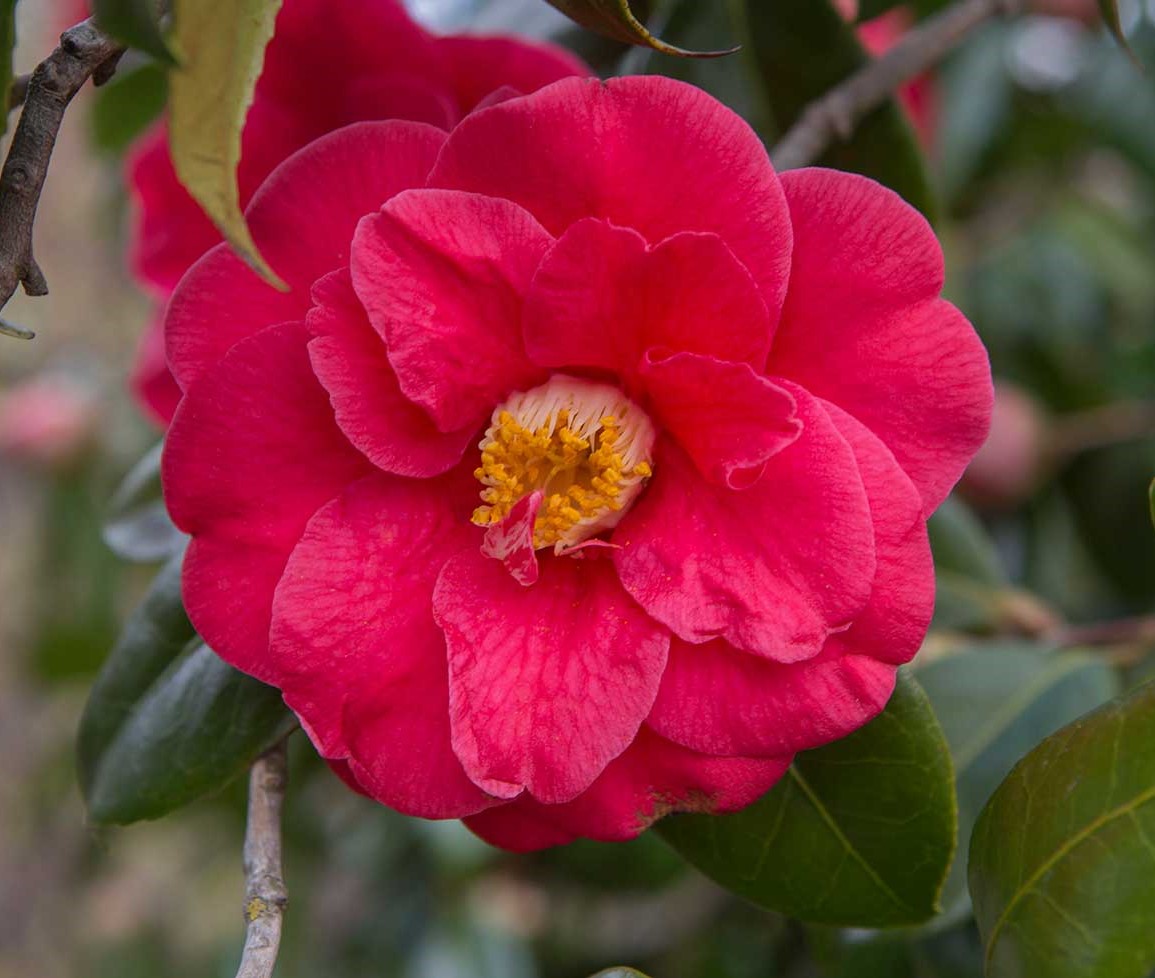 Camelia rosa intenso rosso 