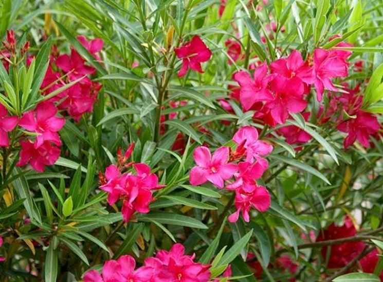 50 piante di oleandro colori assortiti (Oleandro Nerium) h 100cm