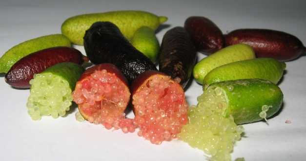 LIMONE CAVIALE Rosa Rosso Verde Arancione Finger Lime FOTO REALI VASO 18cm - Foto 16 di 17