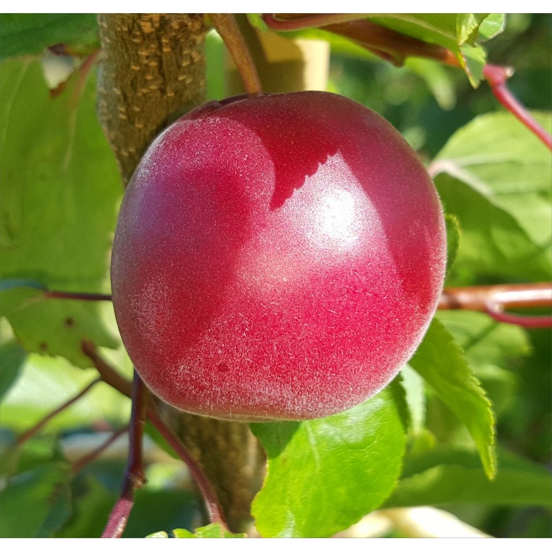 Biricoccolo - Susincocco  albero da frutto intermedio tra susino ed albicocco
