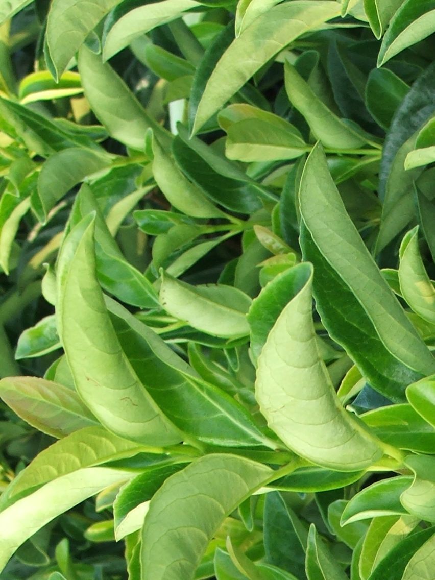 50 pz Pianta Viburno Lucido cespuglio arredo giardino vaso 7 viburnum lucidum
