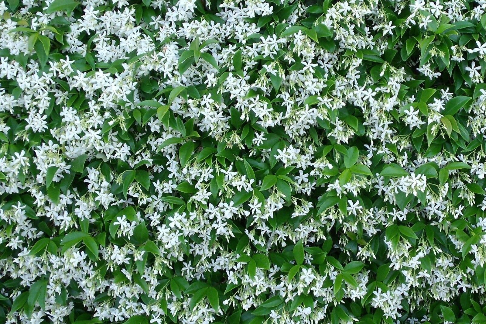 50 pz Rhyncospermum falso gelsomino bianco rampicante rincospermo Pianta vaso 7