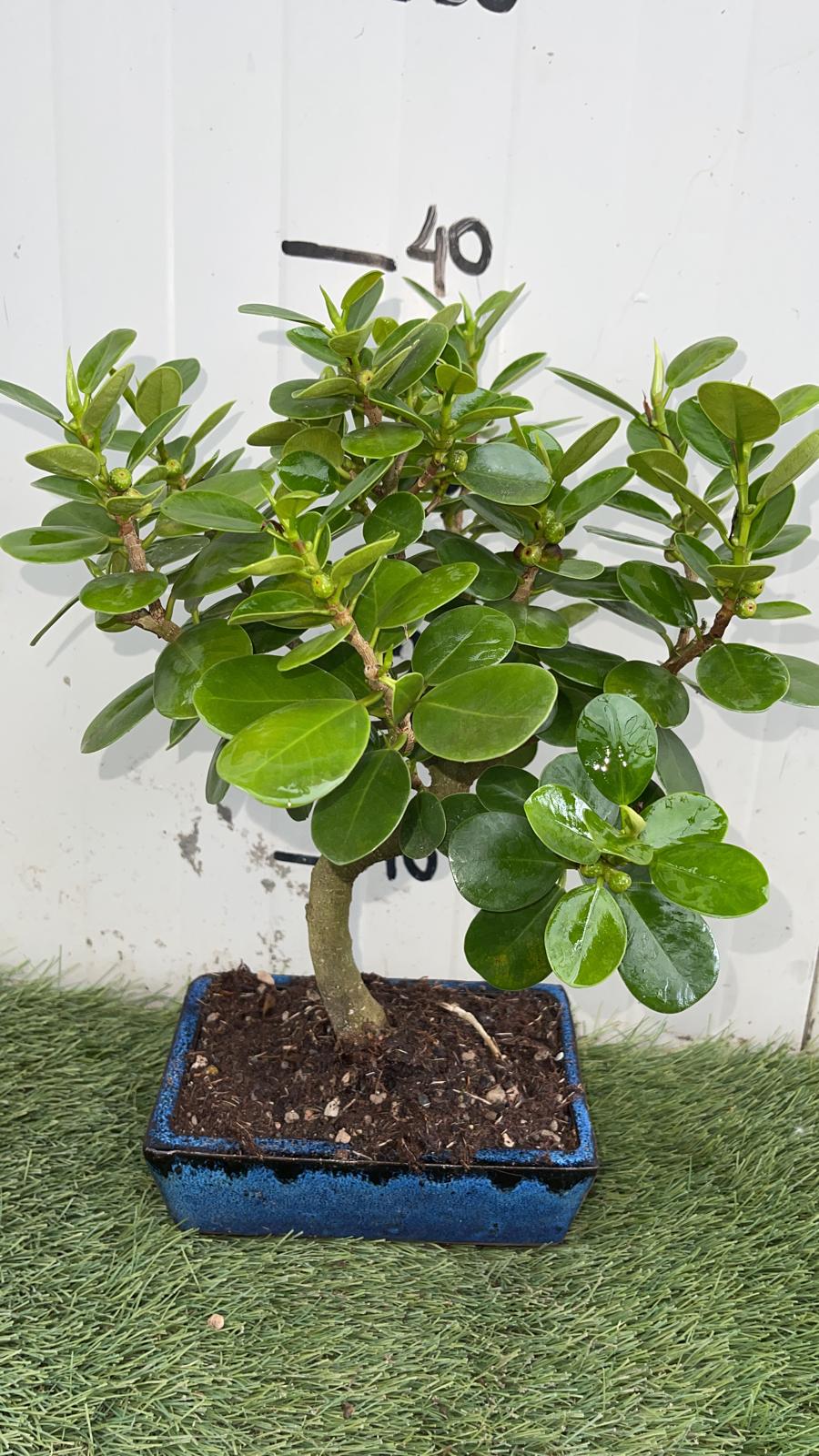Bonsai di Ficus Panda vaso cm 20 Origine Asia Foto Reali