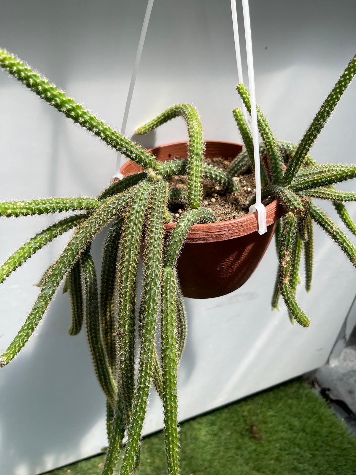 Aporocactus Flagelliformis (Coda Di Topo) 14 Cm. | Cactaceae - Vendita Piante Grasse